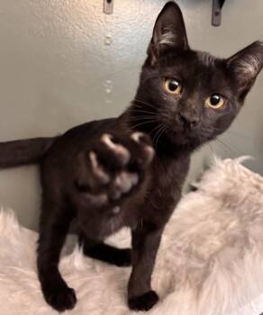 Atticus -  Domestic Short Hair Cat for Adoption in Omaha, Nebraska - Atticus | PetCurious