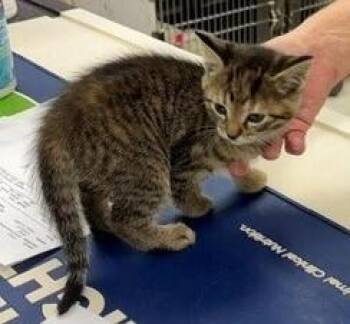 Jelly -  Tabby Cat for Adoption in Dawson, Georgia - Jelly | PetCurious