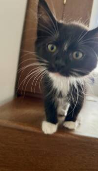 Chestnut -  Domestic Long Hair Cat for Adoption in West Palm Beach, Florida - Chestnut | PetCurious