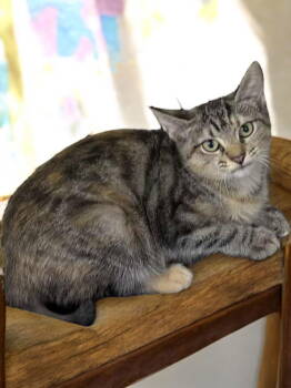 Rescue Domestic Short Hair Cats for Adoption in Champaign, Illinois - Fuchsia | PetCurious