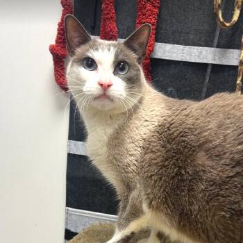 Domestic Short Hair Cats Available for Adoption - Clawdia | PetCurious