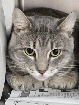 Domestic Short Hair Cats Available for Adoption - Mr.Bubbles | PetCurious