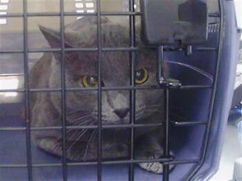 A1269314 -  Domestic Long Hair Cat for Adoption in Charlotte, North Carolina - A1269314 | PetCurious