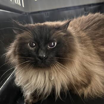 Domestic Medium Hair and Siamese Cats Available for Adoption - Puppy Carter | PetCurious