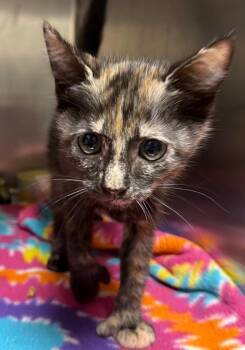 Pollyanna (Petsmart) -  Domestic Short Hair Cat for Adoption in Ocala, Florida - Pollyanna (Petsmart) | PetCurious