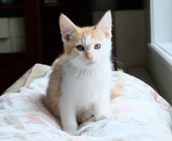 Olaf -  Domestic Short Hair Cat for Adoption in Portland, Oregon - Olaf | PetCurious
