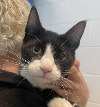Domestic Short Hair Cats Available for Adoption in Golden, Colorado - Tictac | PetCurious