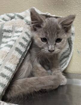 Big Bea -  Domestic Long Hair Cat for Adoption in Vancouver, Washington - Big Bea | PetCurious