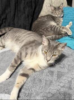 Domestic Short Hair Cats Available for Adoption in Liverpool, Texas - Linus & Pearl | PetCurious