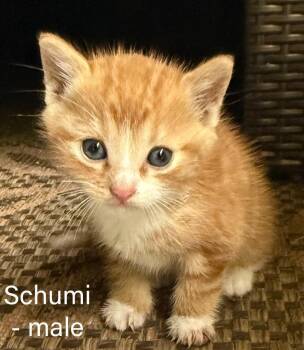 Schumi -  Tabby Cat for Adoption in Ellijay, Georgia - Schumi | PetCurious