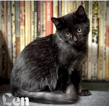 Rescue Domestic Short Hair Cats for Adoption in Larkfield-wikiup, California - Len | PetCurious