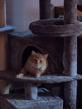 Domestic Long Hair Cats Available for Adoption in Enfield, Connecticut - Perry  | PetCurious