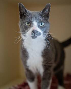 LT. Tao -  Domestic Short Hair Cat for Adoption in Pequot Lakes, Minnesota - LT. Tao | PetCurious
