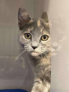 Rescue Domestic Short Hair Cats for Adoption in Arthurette, New Brunswick - Rye | PetCurious