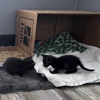 Domestic Short Hair Cats Available for Adoption in Salt Lake City, Utah - Medusa | PetCurious