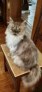 Rescue Persian Cats for Adoption in Belle Isle, Florida - Gizmo (& Buddy) | PetCurious