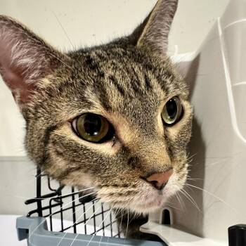 Domestic Short Hair Cats Available for Adoption in Tampa, Florida - Frisco | PetCurious