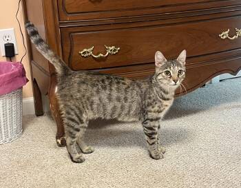 Selina -  Domestic Short Hair Cat for Adoption in Greenwood, Indiana - Selina | PetCurious