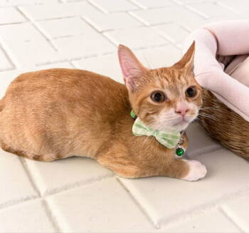 Rescue Tabby Cats for Adoption in Knoxville, Tennessee - Sunny | PetCurious