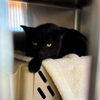 Ghost -  Domestic Short Hair and Manx Cat for Adoption in Goleta, California - Ghost | PetCurious