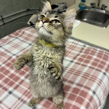 Genovese -  Domestic Long Hair Cat for Adoption in Bloomington, Illinois - Genovese | PetCurious