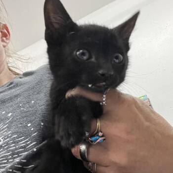 Vesper -  Domestic Short Hair Cat for Adoption in Idaho Falls, Idaho - Vesper | PetCurious