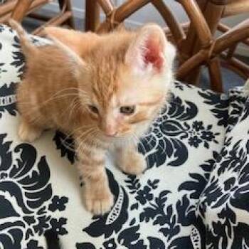 Omelette -  Domestic Short Hair Cat for Adoption in Allentown, Pennsylvania - Omelette | PetCurious