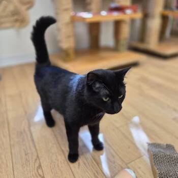 Binx -  Domestic Short Hair Cat for Adoption in Woodstock, Illinois - Binx | PetCurious