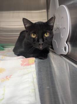 Kody -  Domestic Short Hair Cat for Adoption in Springfield, Tennessee - Kody | PetCurious