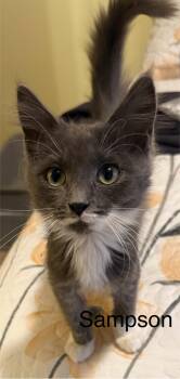Rescue Domestic Long Hair Cats for Adoption in Blaine, Minnesota - Sampson | PetCurious
