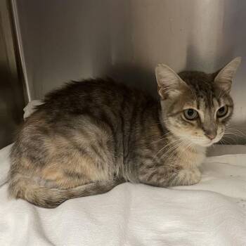 DOROTHY -  Domestic Short Hair Cat for Adoption in Modesto, California - DOROTHY | PetCurious