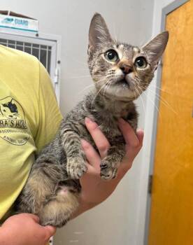 Latta -  Domestic Short Hair Cat for Adoption in Sorrento, Louisiana - Latta | PetCurious