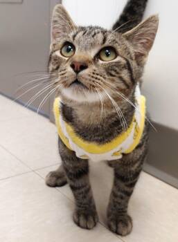 Rescue Domestic Short Hair Cats for Adoption in Belmont, New York - Cordell | PetCurious