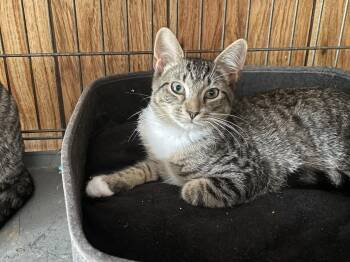 Pepper -  Domestic Short Hair Cat for Adoption in Herndon, Virginia - Pepper | PetCurious