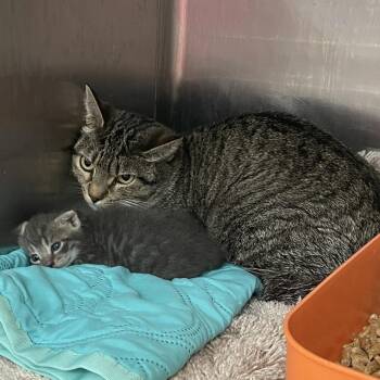 Domestic Short Hair Cats Available for Adoption in Port Charlotte, Florida - Moon | PetCurious