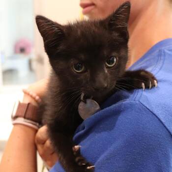 Domestic Short Hair Cats Available for Adoption in Port Washington, New York - Dr. Langdon | PetCurious