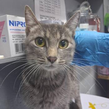 Zoomba -  Domestic Short Hair Cat for Adoption in Summerville, South Carolina - Zoomba | PetCurious