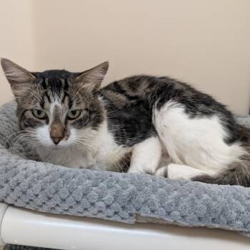 Eddie -  Domestic Short Hair Cat for Adoption - Eddie | PetCurious