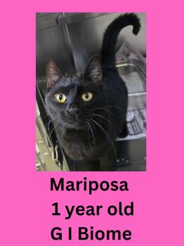 Mariposa -  Domestic Short Hair Cat for Adoption in Ravenna, Ohio - Mariposa | PetCurious