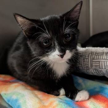 Magic -  Domestic Short Hair Cat for Adoption in Titusville, Florida - Magic | PetCurious
