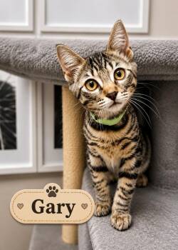 Jack -  Tabby Cat for Adoption in Casselberry, Florida - Jack | PetCurious
