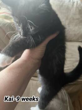 Kai (J) -  Domestic Short Hair Cat Available for Adoption in Liberty, New York - Kai (J) | PetCurious