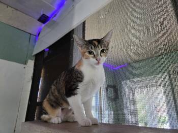 Domestic Short Hair Cats Available for Adoption in Trenton, New Jersey - Princessa Petal | PetCurious