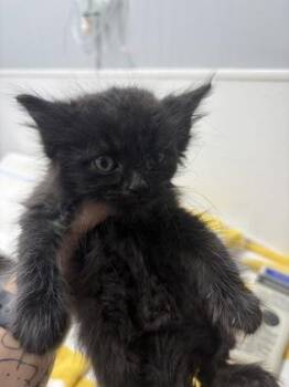 Nico -  Domestic Medium Hair and Domestic Short Hair Cat for Adoption in West Chester, Pennsylvania - Nico | PetCurious