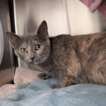 Kayla -  Domestic Short Hair Cat for Adoption in Pittsburgh, Pennsylvania - Kayla | PetCurious