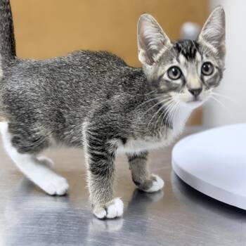 Trevor-5190 -  Domestic Short Hair Cat for Adoption in Tyler, Texas - Trevor-5190 | PetCurious