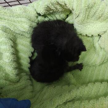 Yarn Ball 6 -  Domestic Short Hair Cat Available for Adoption in Austin, Texas - Yarn Ball 6 | PetCurious