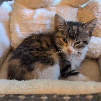 Found Oak Hills Dr SW Rochester MN -  Domestic Short Hair Cat for Adoption in Rochester, Minnesota - Found Oak Hills Dr SW Rochester MN | PetCurious