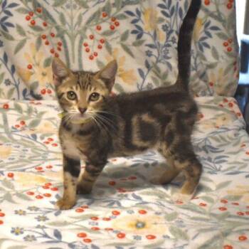 Colby -  Domestic Short Hair Cat for Adoption in Gilbert, Arizona - Colby | PetCurious