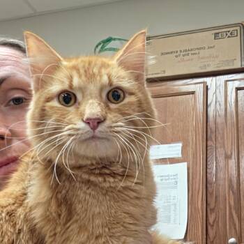 Monti 060412U -  Domestic Medium Hair Cat for Adoption in Tupelo, Mississippi - Monti 060412U | PetCurious